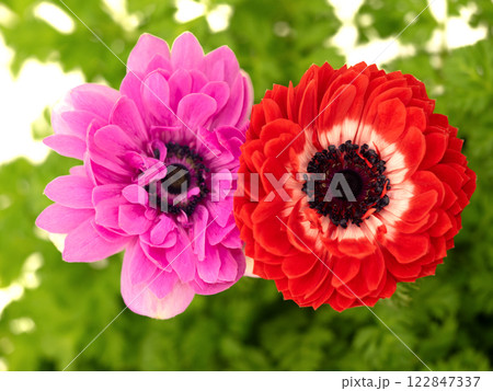 アネモネの花 122847337