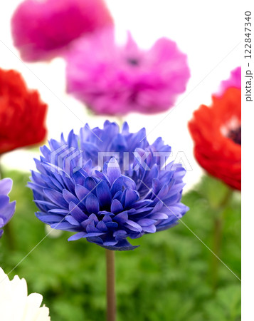 アネモネの花 122847340