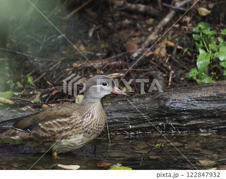 夏羽のオシドリ 夏羽のオシドリ 122847932
