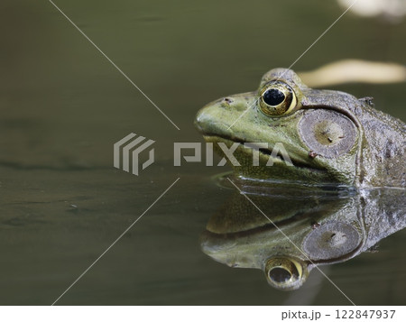 水面に映るウシガエル 122847937