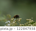 花の蕾に止まるオオハナアブ 122847938