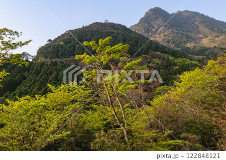 屋久島洋上アルプスの春(3月)杉山に映える新緑若葉と山桜 122848121