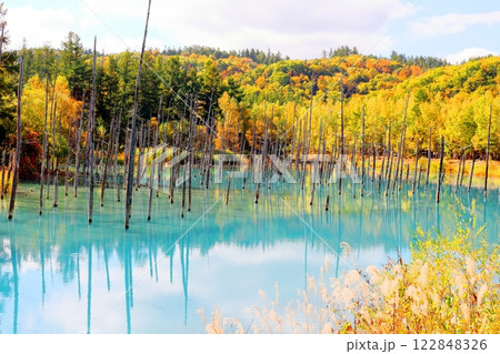 北海道紀行　　　10月上旬の青い池　　　 122848326