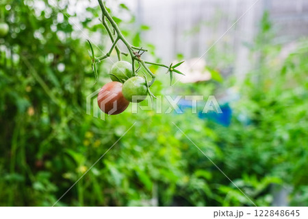 Young vegetables on branches in a greenhouse 122848645