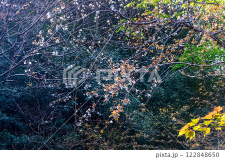 新緑若葉と山桜　神が宿る山　洋上アルプス屋久島 122848650