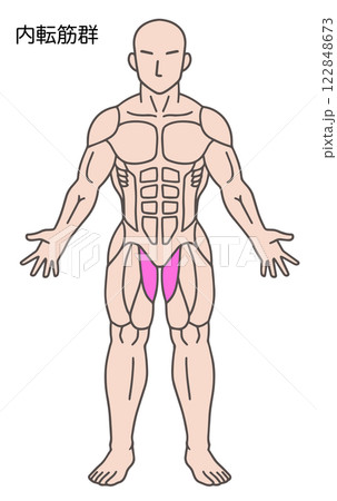 内転筋群、人体の筋肉図 122848673