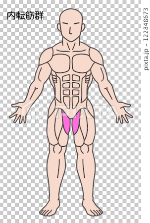 内転筋群、人体の筋肉図 122848673
