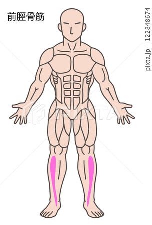 前脛骨筋、人体の筋肉図 122848674