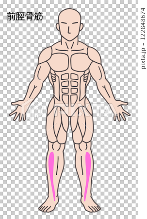前脛骨筋、人体の筋肉図 122848674