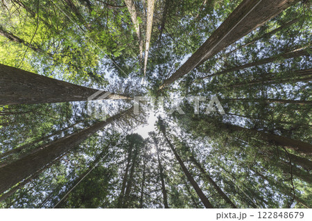 森の中で見上げた木々の風景 森の中で見上げた木々の風景 122848679