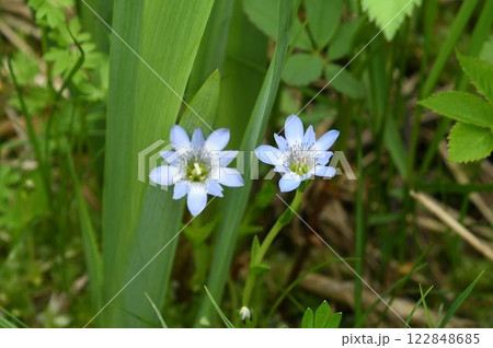 信州栂池で見た淡青紫色の漏斗状の花が綺麗なハルリンドウの高山型のタテヤマリンドウ 信州栂池で見た淡青紫色の漏斗状の花が綺麗なハルリンドウの高山型のタテヤマリンドウ 122848685