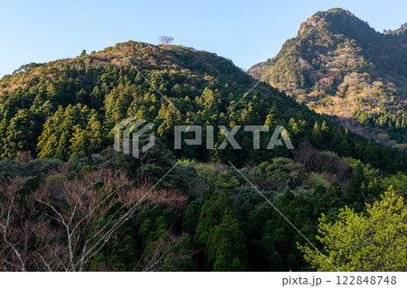 新緑若葉と杉山　神が宿る山　洋上アルプス屋久島 122848748