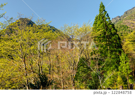 新緑若葉と杉 神が宿る山 洋上アルプス屋久島 新緑若葉と杉 神が宿る山 洋上アルプス屋久島 122848758