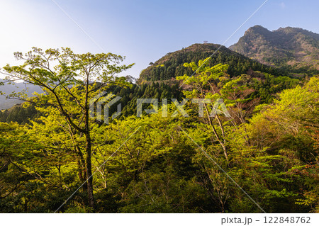 屋久島洋上アルプスの春(3月)杉山に映える木々の新緑若葉 122848762