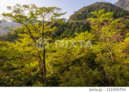 屋久島洋上アルプスの春(3月)杉山に映える木々の新緑若葉 122848764