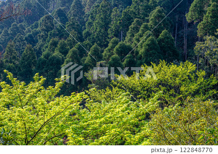 新緑若葉と杉山　神が宿る山　洋上アルプス屋久島 122848770