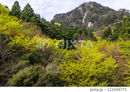 新緑若葉　神が宿る山　洋上アルプス屋久島 122848775