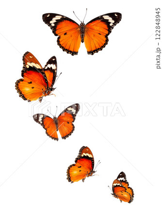 Beautiful monarch butterfly isolated on white background. Set of Big Monarch butterflies, isolated on white background. Tawny Coster (Acraea violae) Acraea terpsicore. 122848945