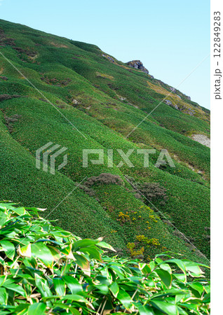 茶畑のように生える高山植物　谷川連峰の山岳風景 122849283