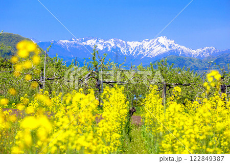 菜の花とリンゴと谷川連峰 菜の花とリンゴと谷川連峰 122849387