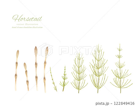 水彩手書きのつくしとスギナのカットイラスト 水彩手書きのつくしとスギナのカットイラスト 122849416
