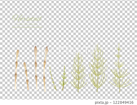 水彩手書きのつくしとスギナのカットイラスト 水彩手書きのつくしとスギナのカットイラスト 122849416