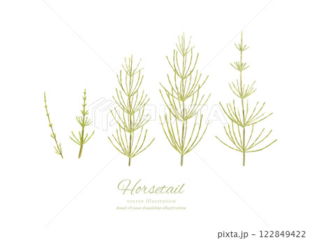水彩手書きのスギナのカットイラスト 122849422