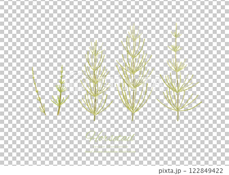 用水彩繪製的馬尾卡通畫 122849422