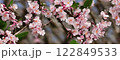 梅 122849533