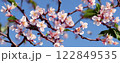 梅 122849535