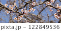 梅 122849536