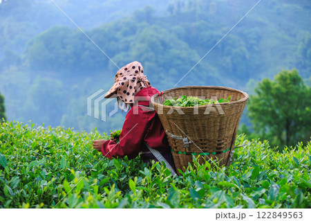 Woman picking green tea leaves in spring tea farm mountains 122849563
