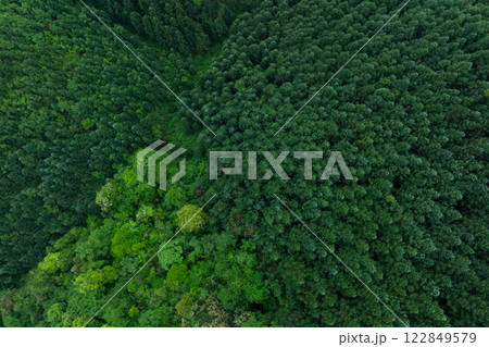 Aerial view of green forest landscape 122849579