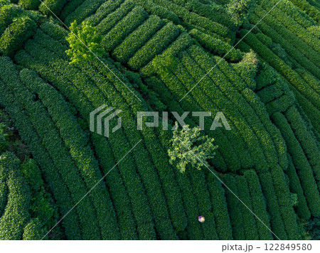 Aerial view of tea farm landscape in China 122849580