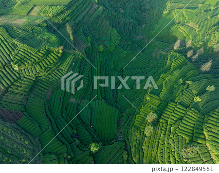 Aerial view of tea farm landscape in China Aerial view of tea farm landscape in China 122849581