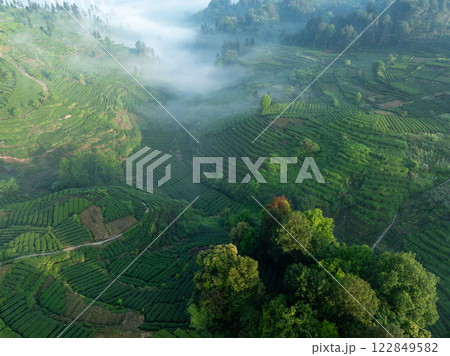 Aerial view of tea farm landscape in China 122849582