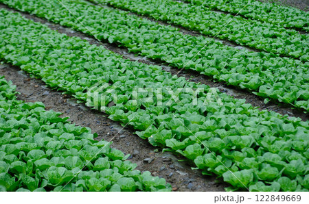 Chinese cabbage crops growing at field Chinese cabbage crops growing at field 122849669