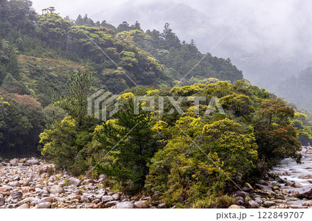 川霧と新緑 宮之浦川渓谷 洋上アルプス屋久島 川霧と新緑 宮之浦川渓谷 洋上アルプス屋久島 122849707