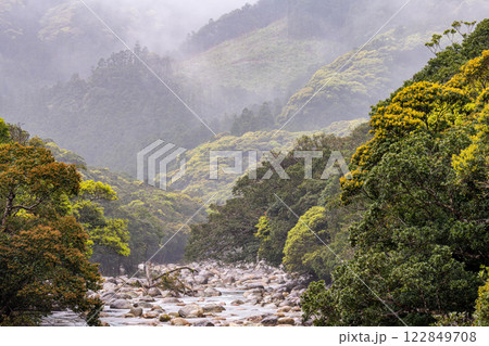 川霧と新緑　宮之浦川渓谷　洋上アルプス屋久島 122849708