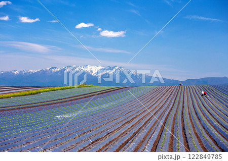 武尊山とレタスの苗の植え付け 武尊山とレタスの苗の植え付け 122849785