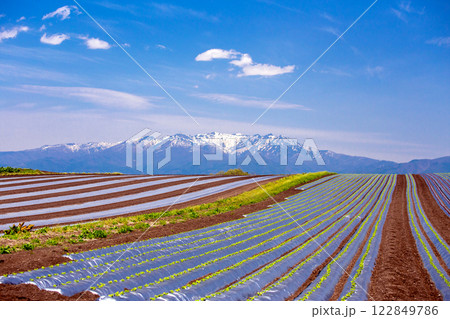 武尊山とレタス畑 武尊山とレタス畑 122849786