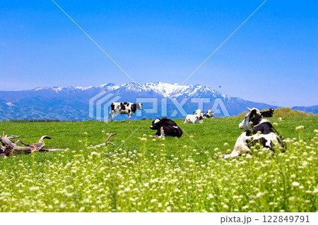 武尊山とくつろぐ乳牛 武尊山とくつろぐ乳牛 122849791