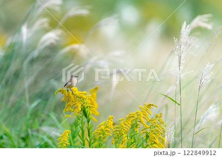 渡り途中のノビタキ 122849912