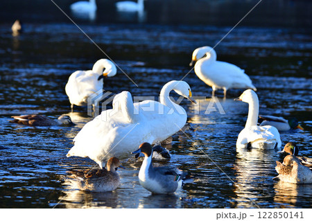餌場に群れる 越冬するコハクチョウとカモ類 深谷市 旧川本地区 餌場に群れる 越冬するコハクチョウとカモ類 深谷市 旧川本地区 122850141