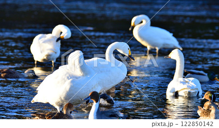 餌場に群れる　越冬するコハクチョウとカモ類　深谷市　旧川本地区　　 122850142
