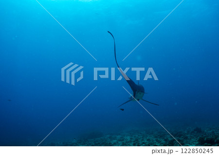 優雅に泳ぐサメ 優雅に泳ぐサメ 122850245