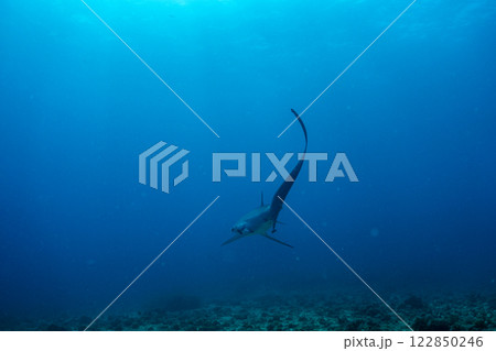 優雅に泳ぐサメ 122850246