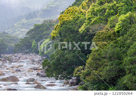 新緑が映える　宮之浦川渓谷　洋上アルプス屋久島(春 122850264