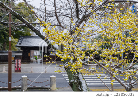 雪を被った蝋梅の花（名古屋市東区） 122850335