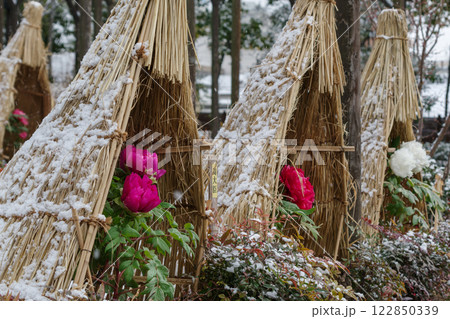 雪の積もる藁囲い（ワラボッチ）の冬牡丹（島大臣） 122850339